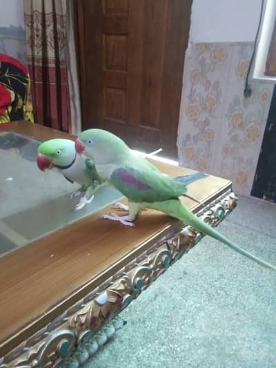 raw parrot pair