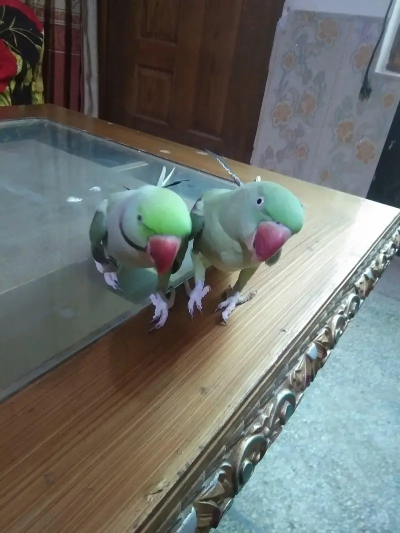 raw parrot pair — photo 2