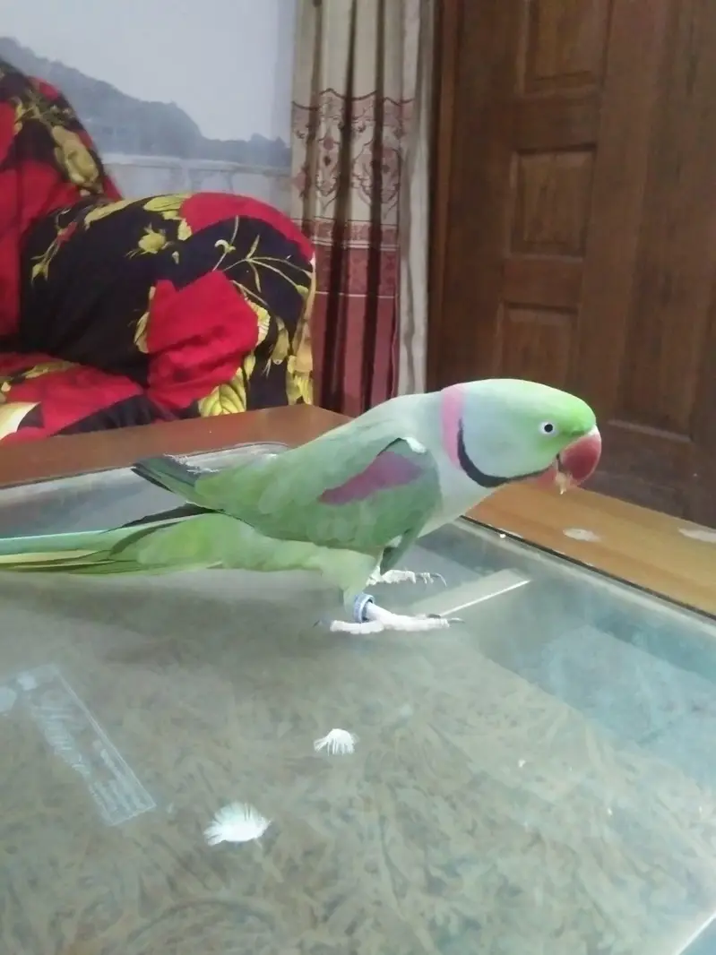 raw parrot pair — photo 3