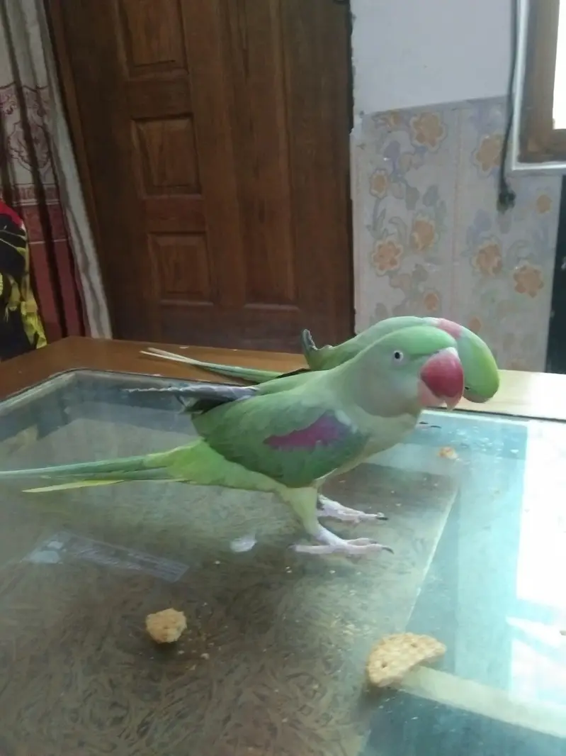 raw parrot pair — photo 4