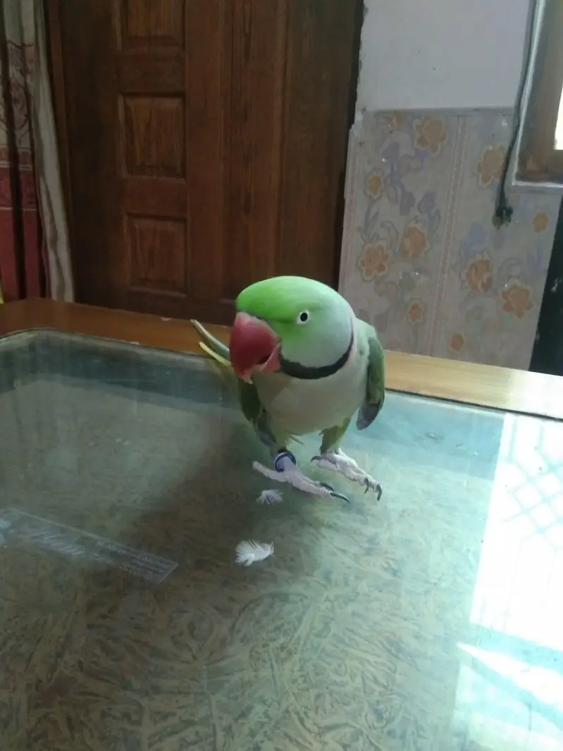 raw parrot pair — photo 5