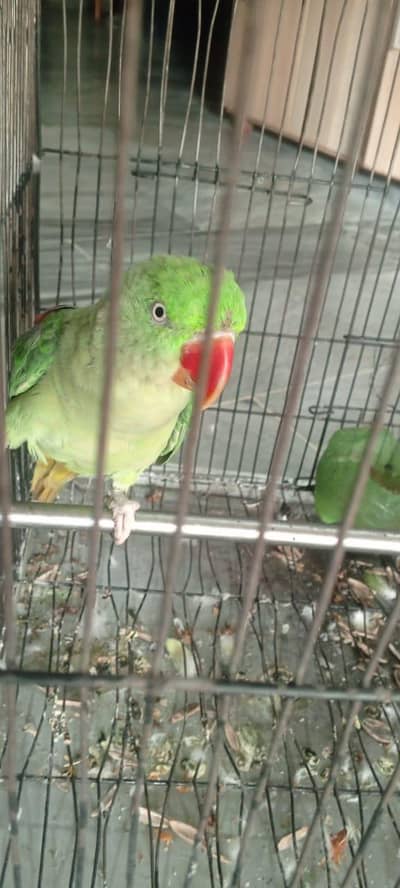 raw parrot's for sale
