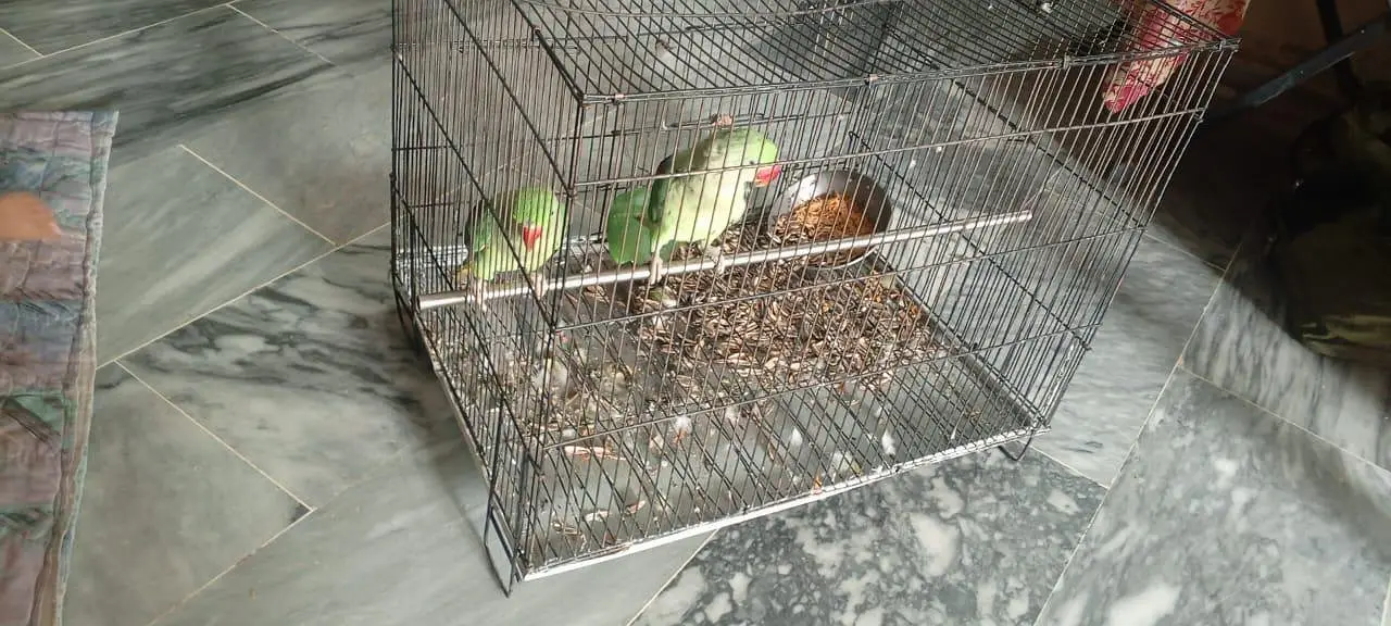 raw parrot's for sale — photo 2