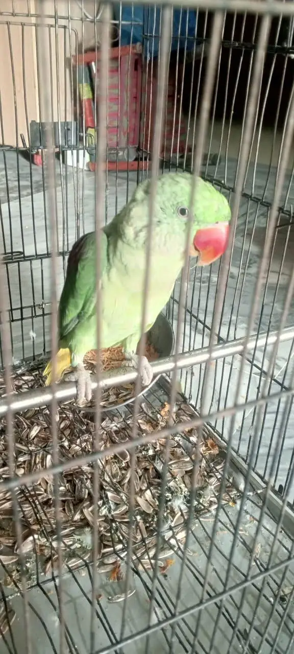 raw parrot's for sale — photo 3