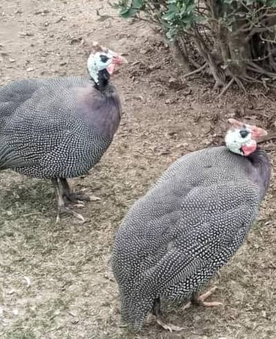 Adult Chakor 2 pairs, egg laying