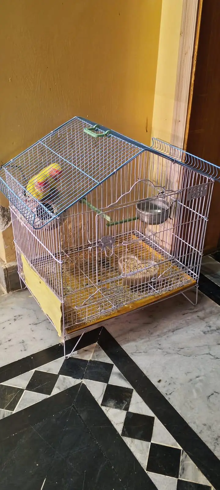 love birds — photo 2