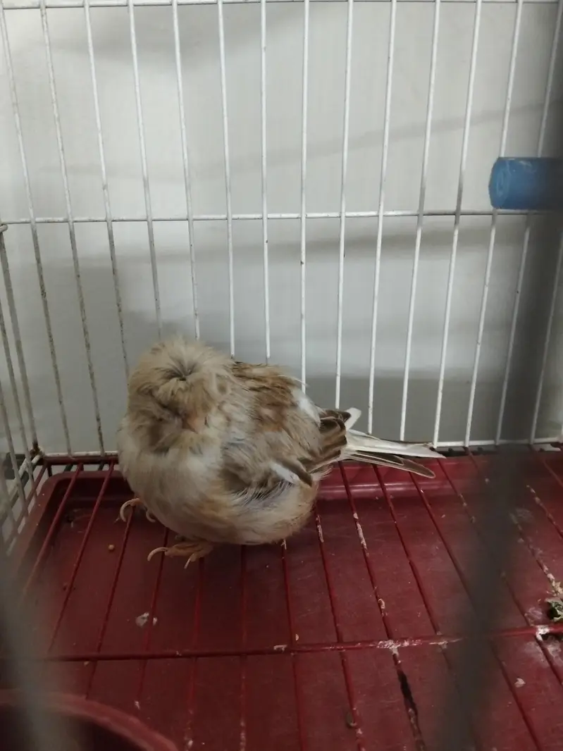 Gloster canary male