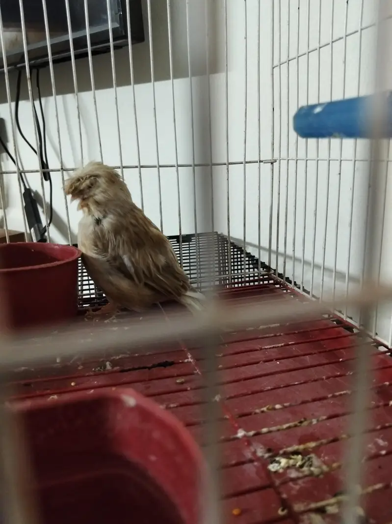 Gloster canary male — photo 2