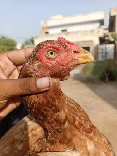 Home breed high quality madi for sale