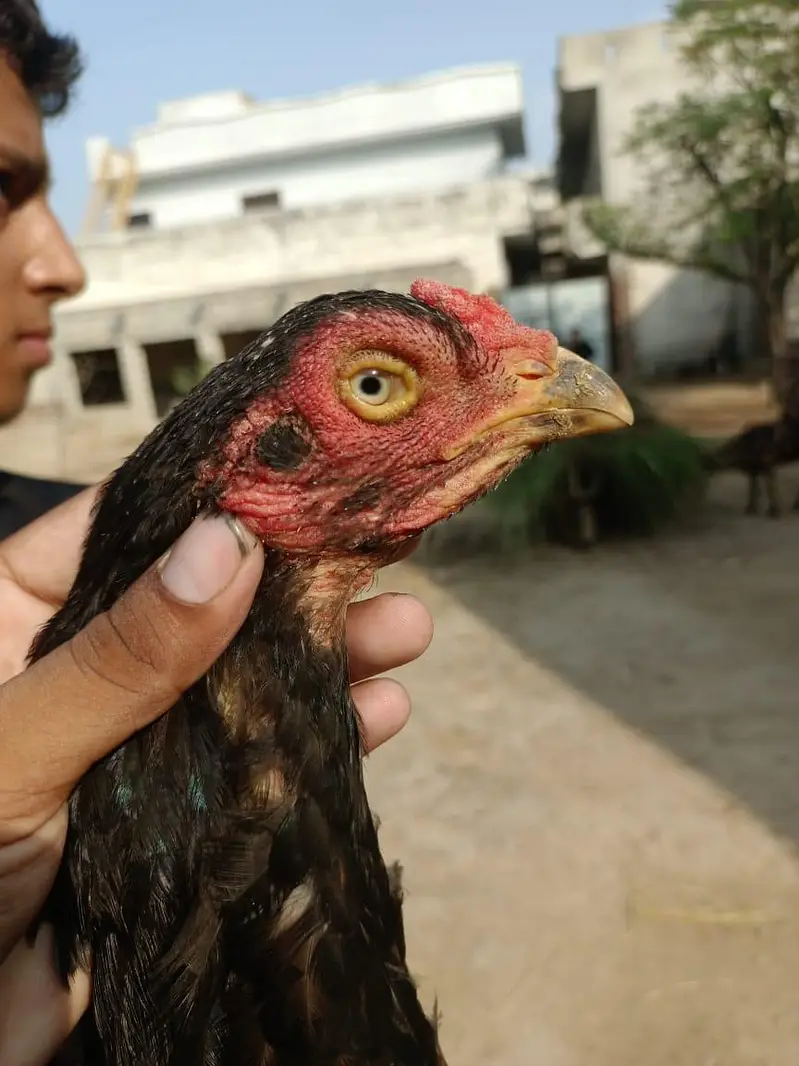 Home breed high quality madi for sale — photo 4