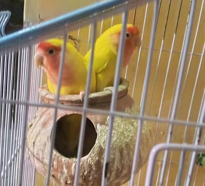 love birds