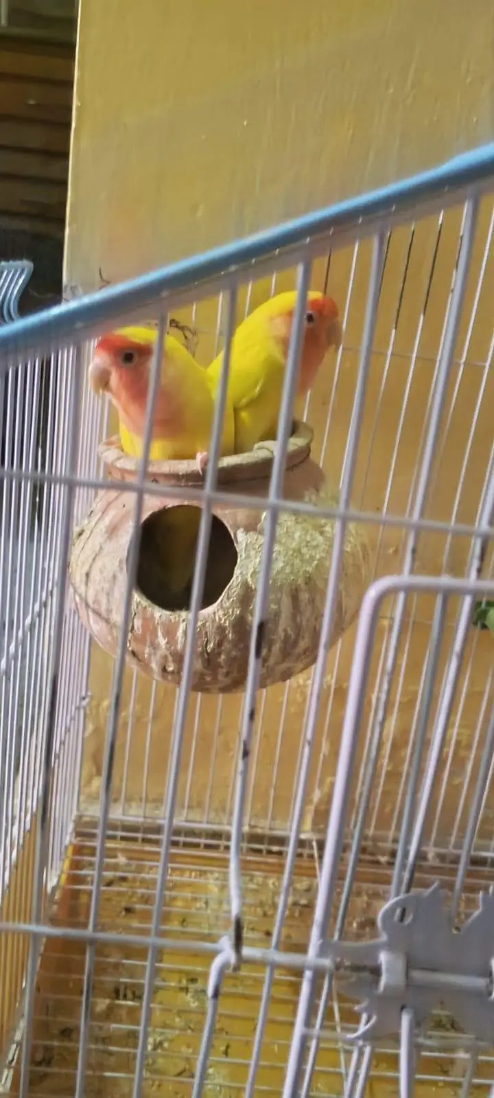 love birds — photo 3