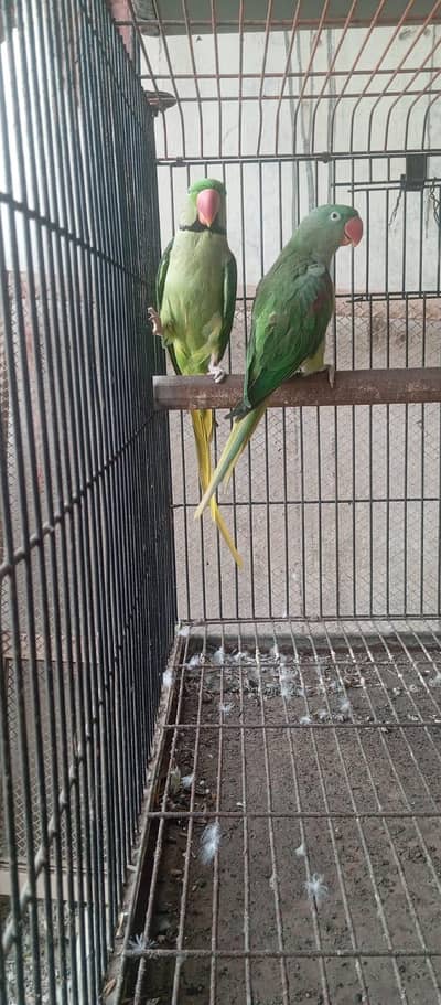 Raw kashmiri parrot