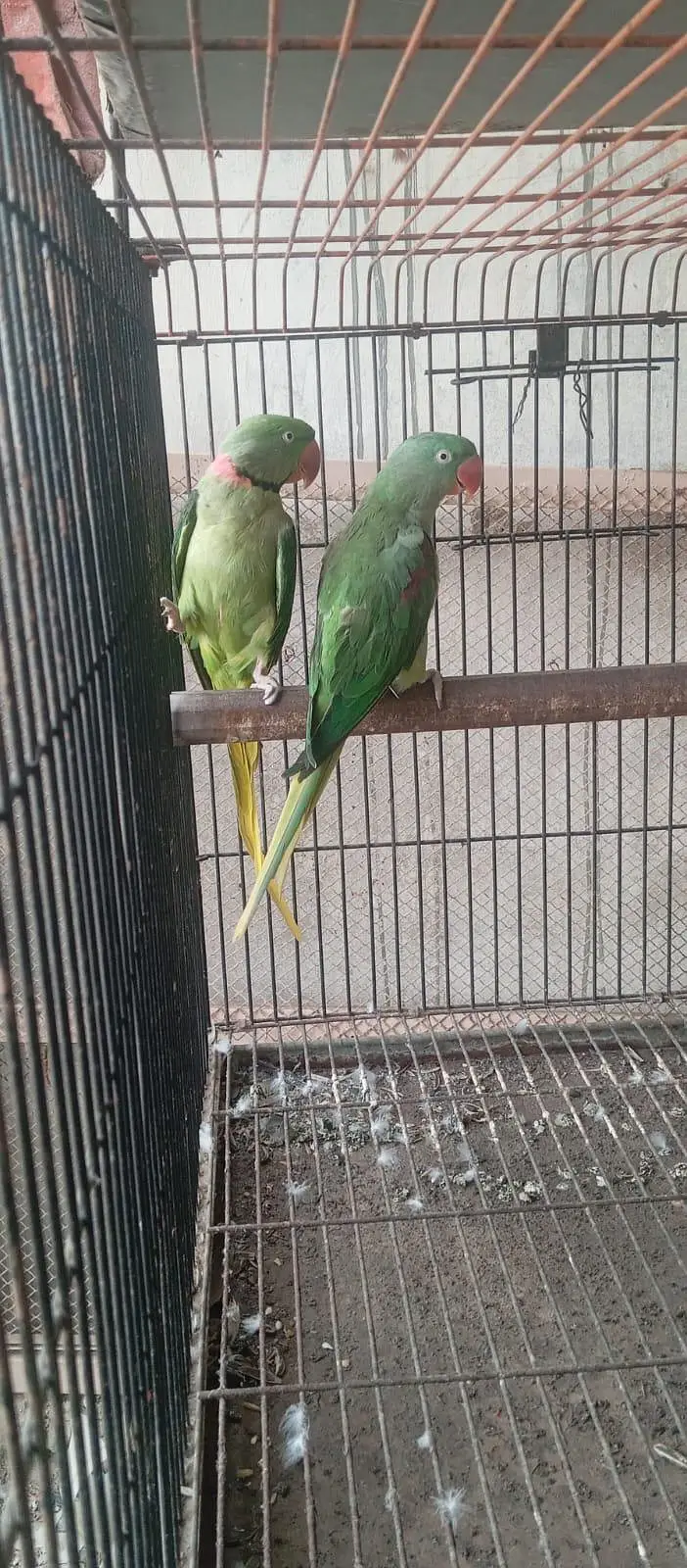 Raw kashmiri parrot — photo 2