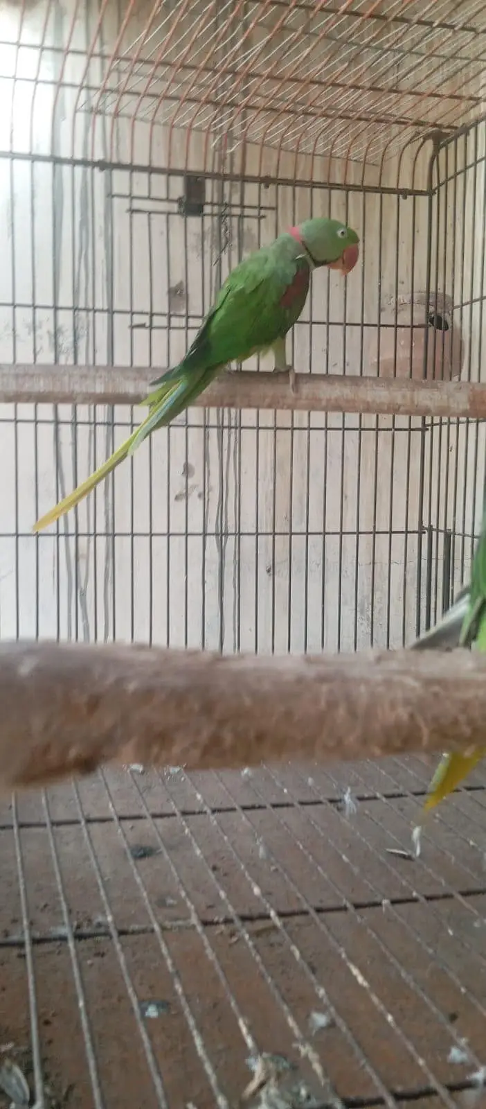 Raw kashmiri parrot — photo 3