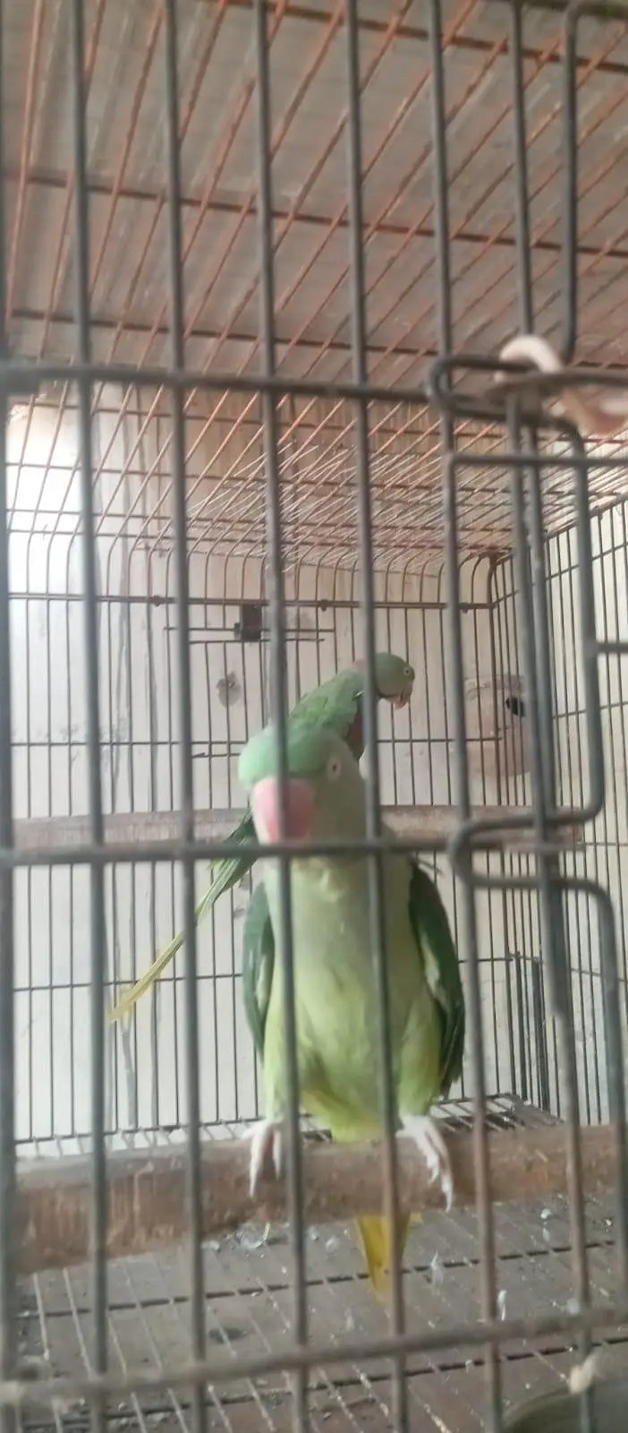 Raw kashmiri parrot — photo 4