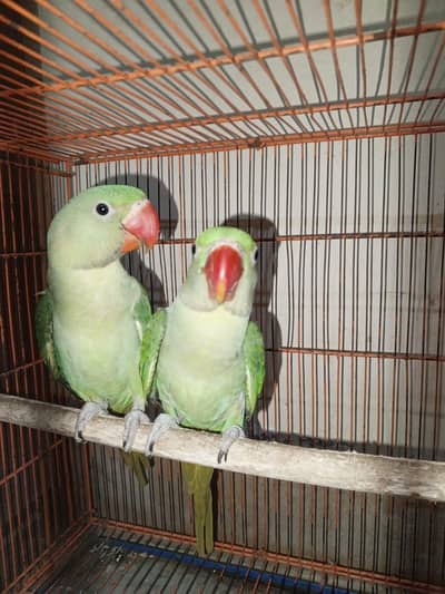5 months pahari parrot