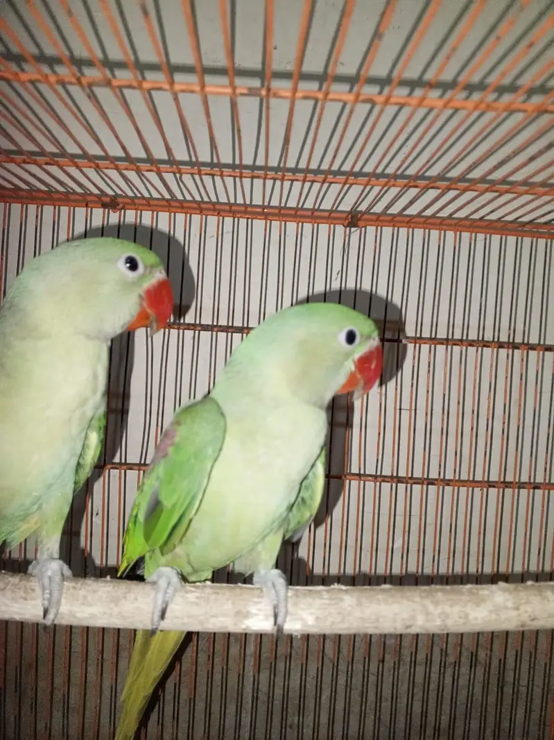 5 months pahari parrot — photo 2