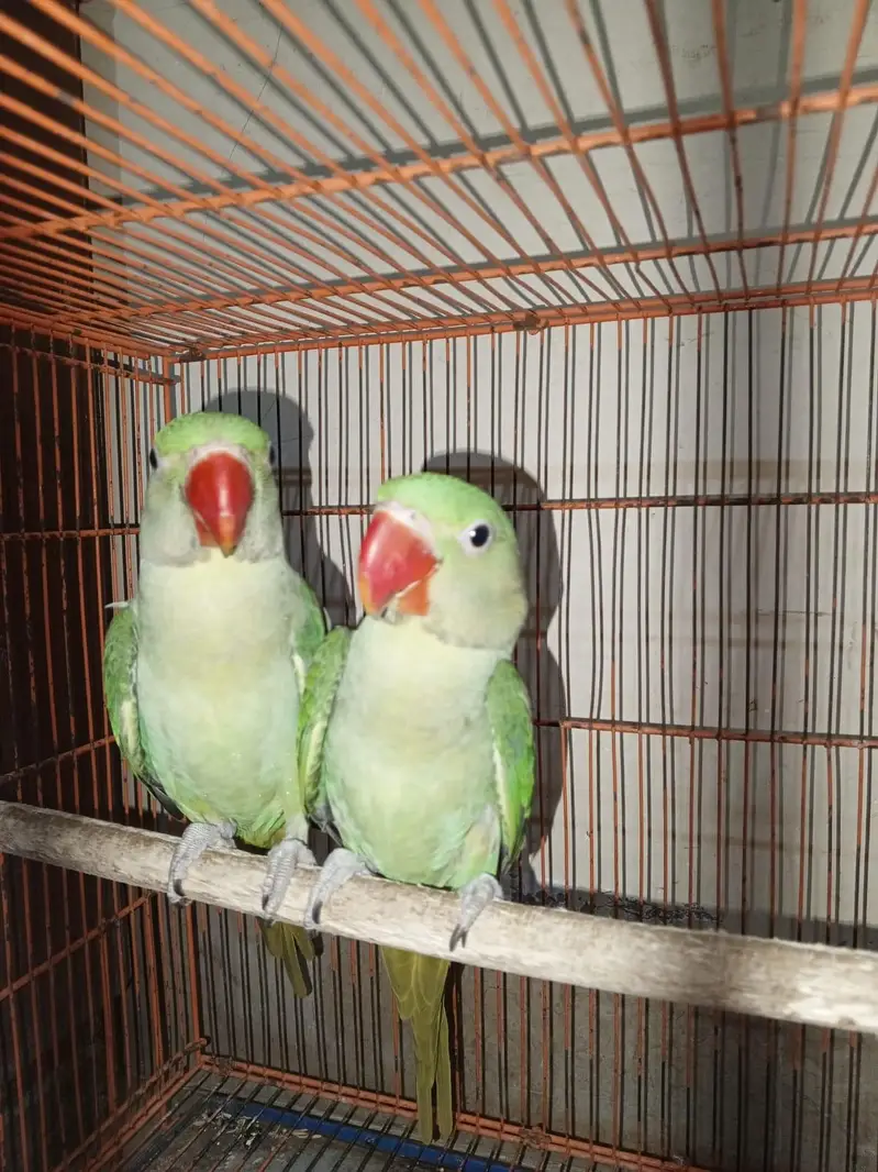5 months pahari parrot — photo 3