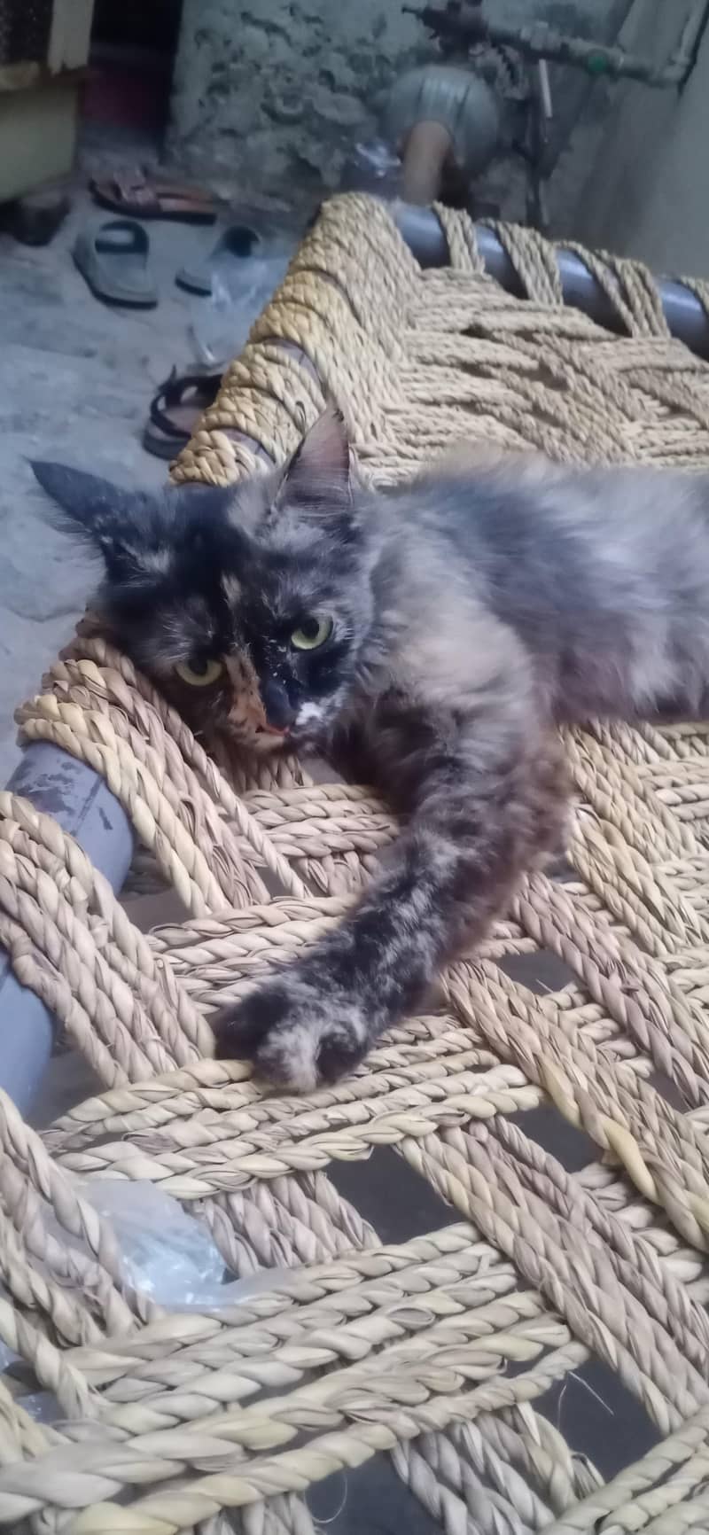 Russian cat 0