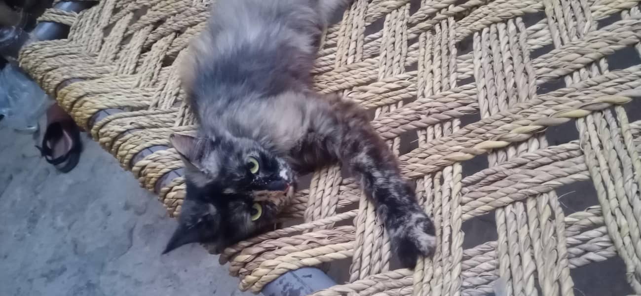 Russian cat 1