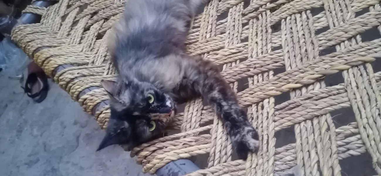 Russian cat — photo 2