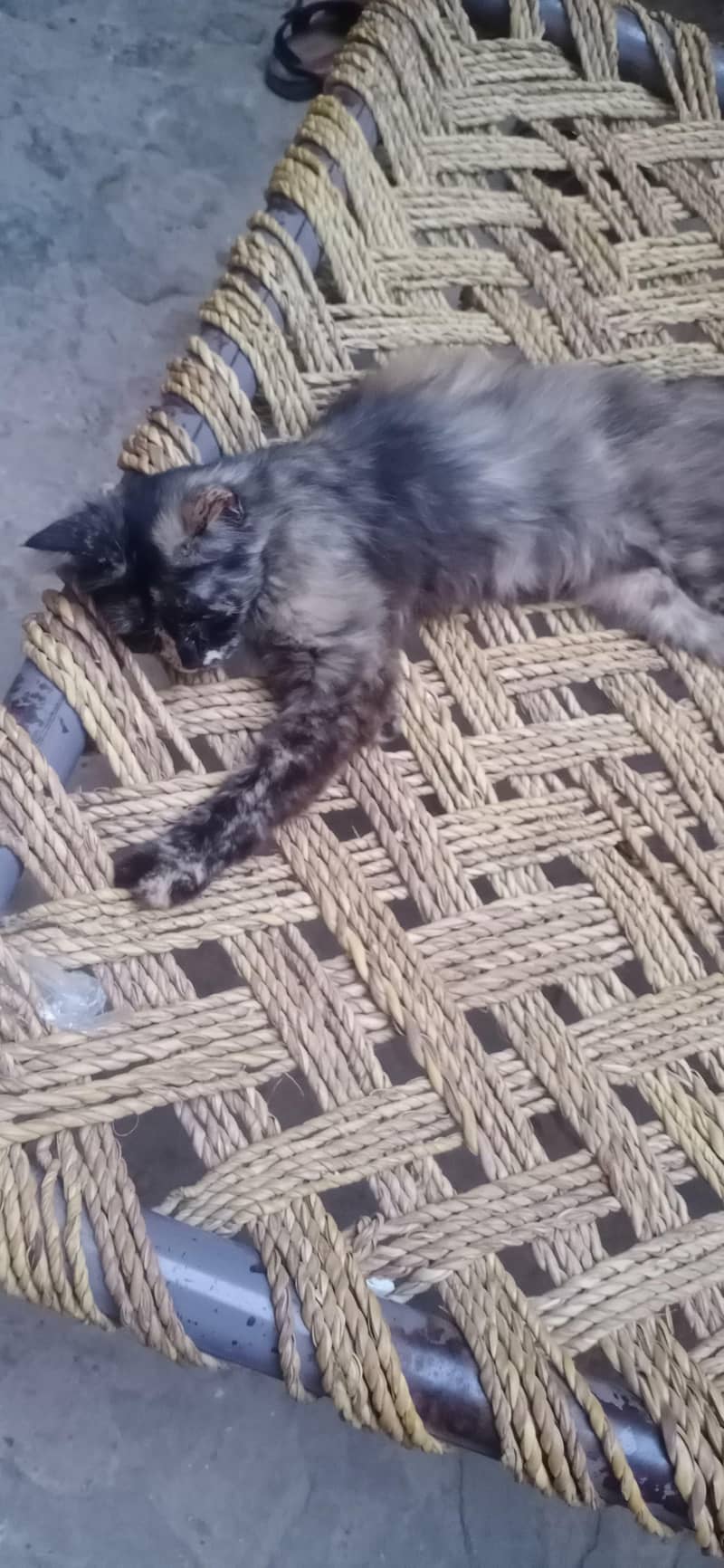 Russian cat 2