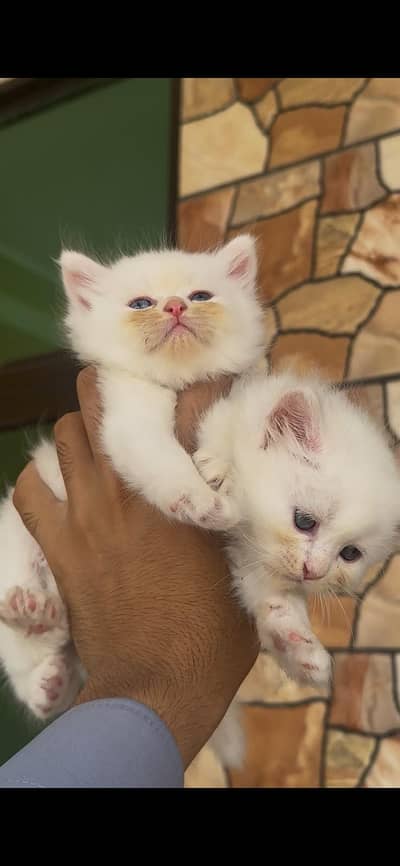 Persian kitten for sale