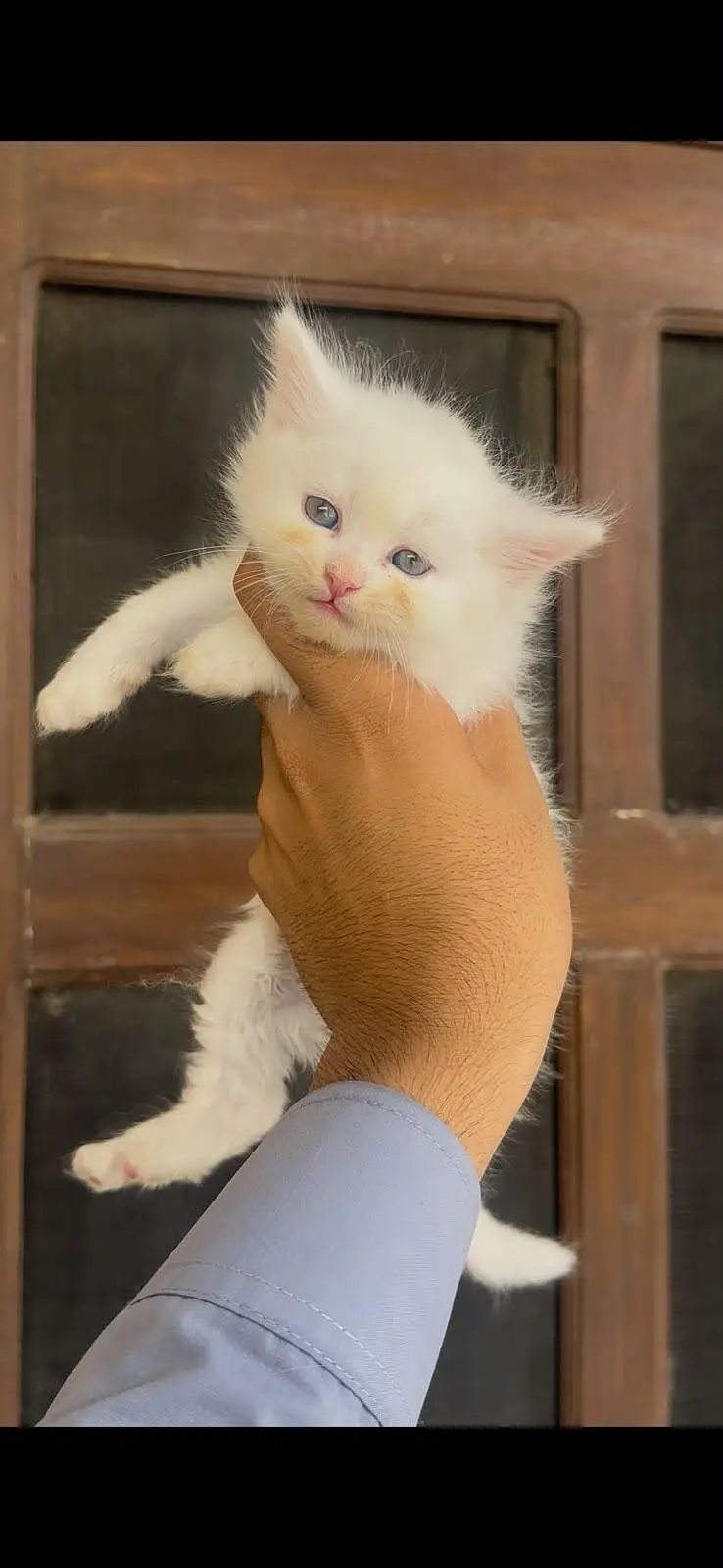 Persian kitten for sale — photo 2