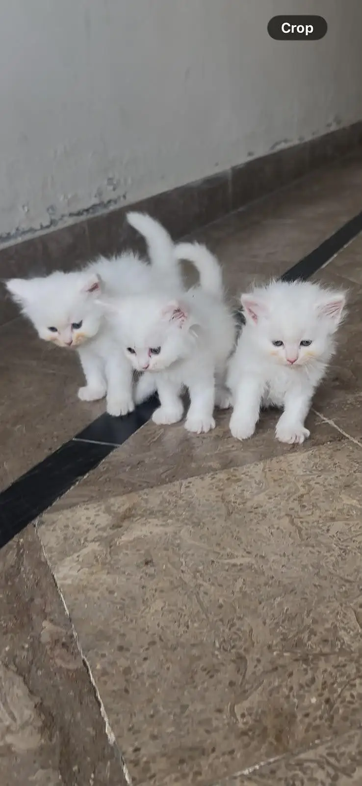 Persian kitten for sale — photo 3