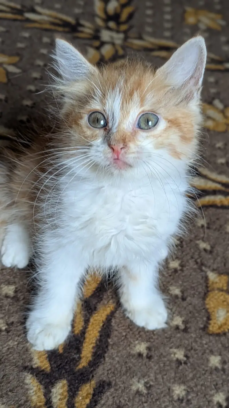 Female  Age 45 days  Color jinger + white  Price 15000 — photo 2