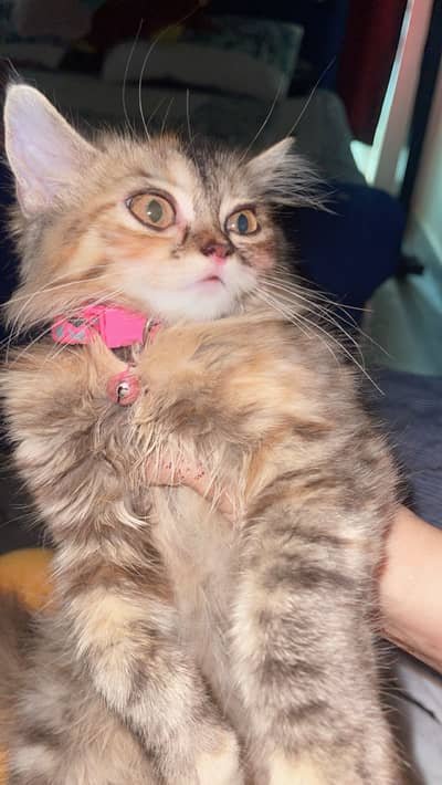Tripel cated Persion cat available only 12000