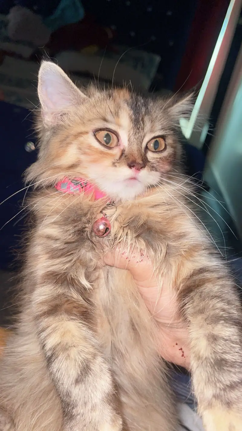 Tripel cated Persion cat available only 12000 — photo 2