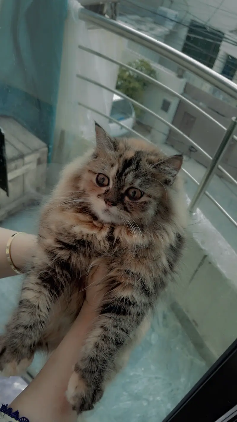 Tripel cated Persion cat available only 12000 — photo 3
