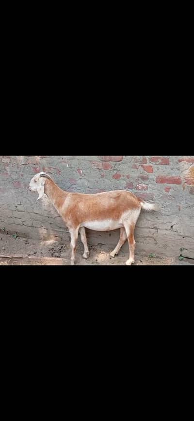 bakri