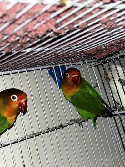 Fisher lovebirds