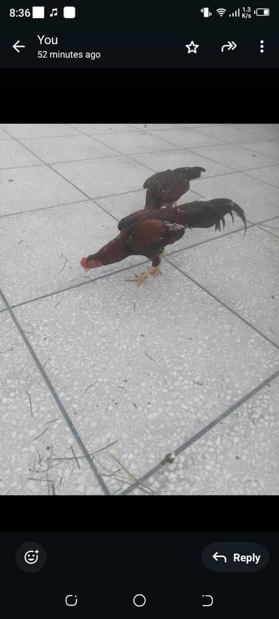aseel pair and Heera chicks