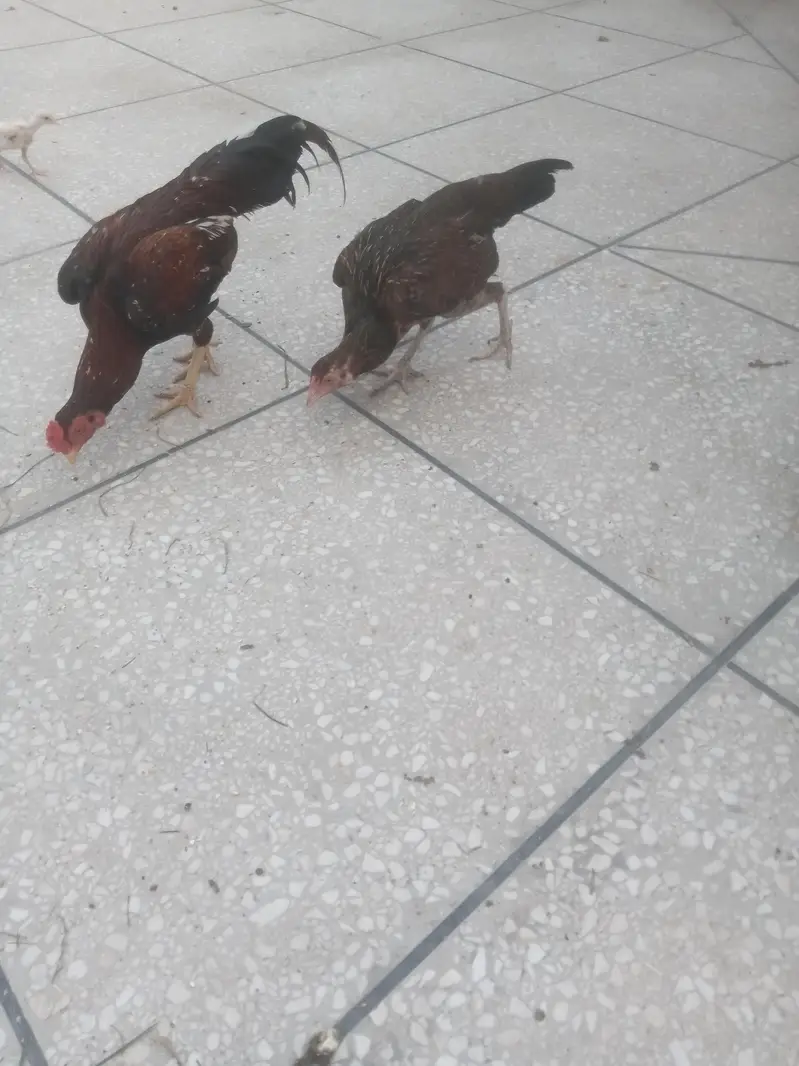 aseel pair and Heera chicks — photo 2