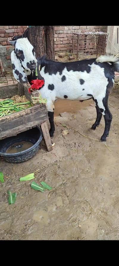 2 dogly bakry qurbani ka liya khery