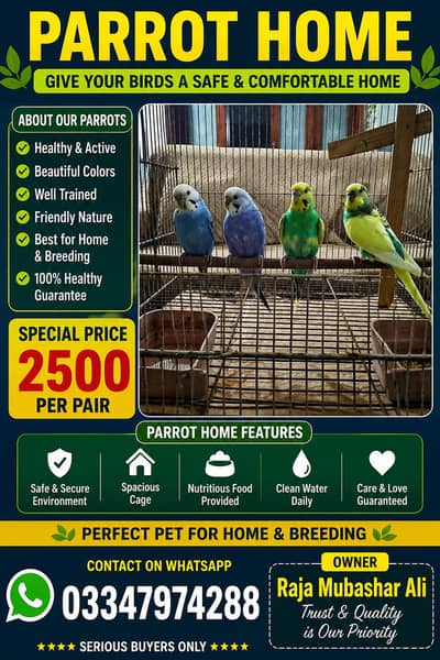 Beautiful Budgies Pair Available – Healthy & Active