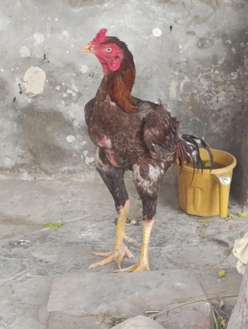Pure Mianwali Aseel High Quality murgha — photo 3
