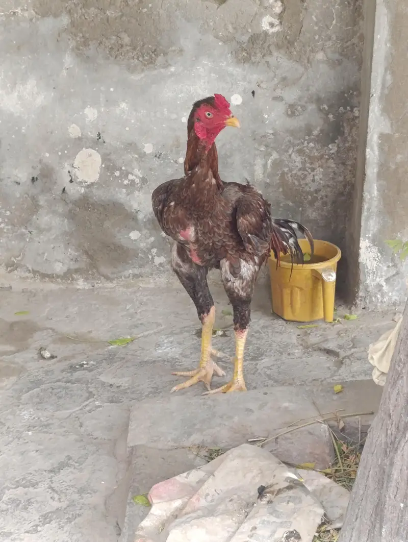 Pure Mianwali Aseel High Quality murgha — photo 4