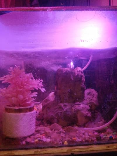 aquarium
