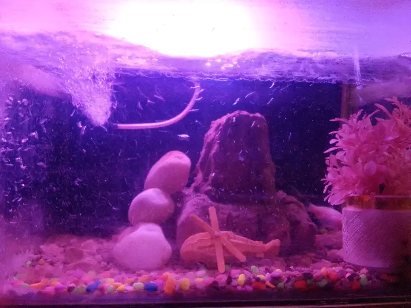aquarium — photo 2