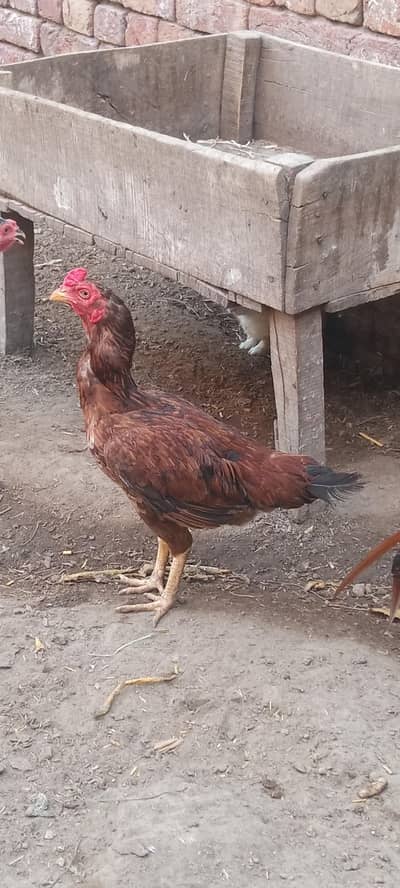 Aseel murghiaan for sale Exchange possible