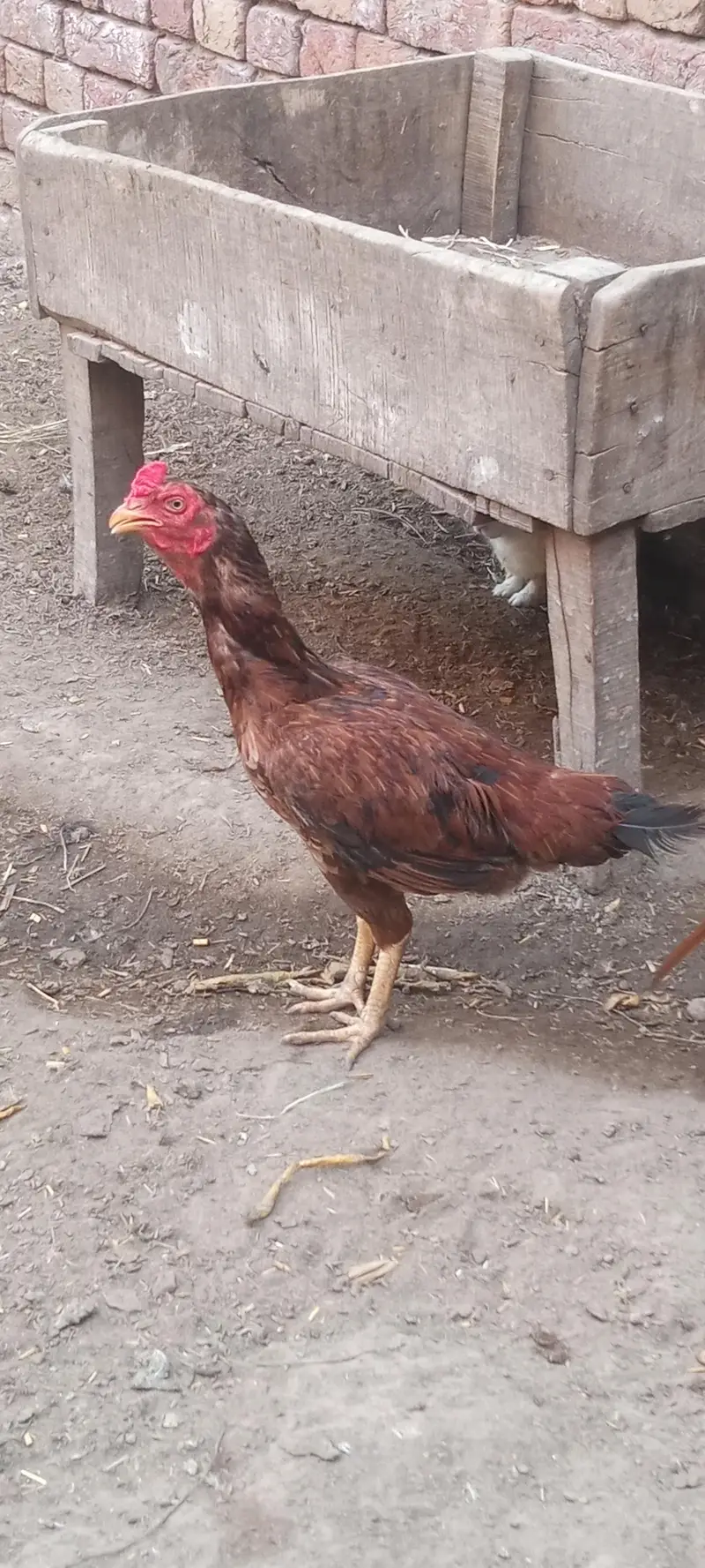 Aseel murghiaan for sale Exchange possible — photo 2