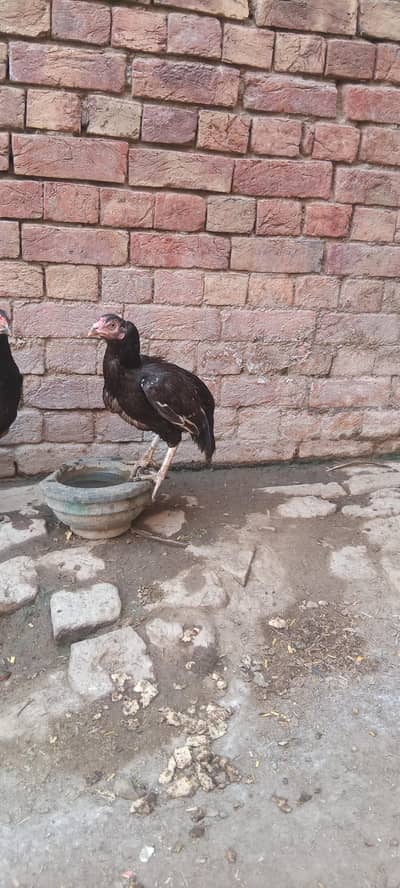 Aseel murghiaan for sale Exchange possible