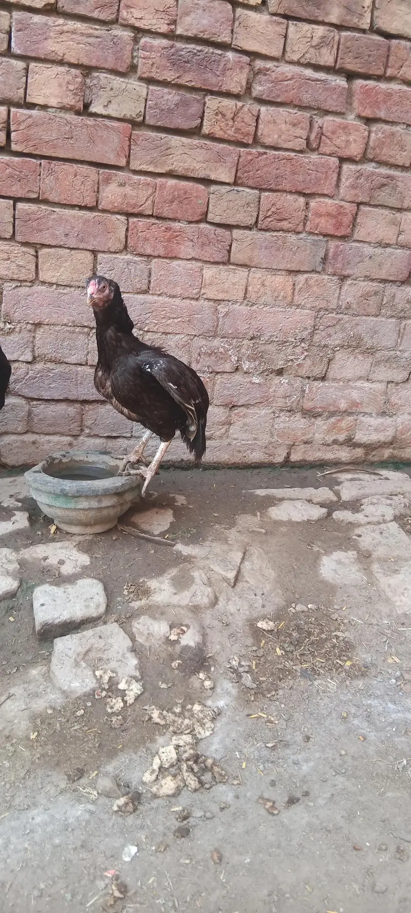 Aseel murghiaan for sale Exchange possible — photo 4