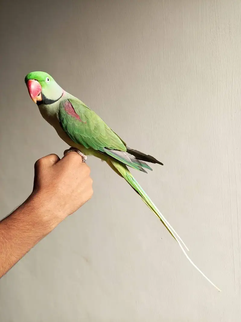 raw parrot male — photo 4
