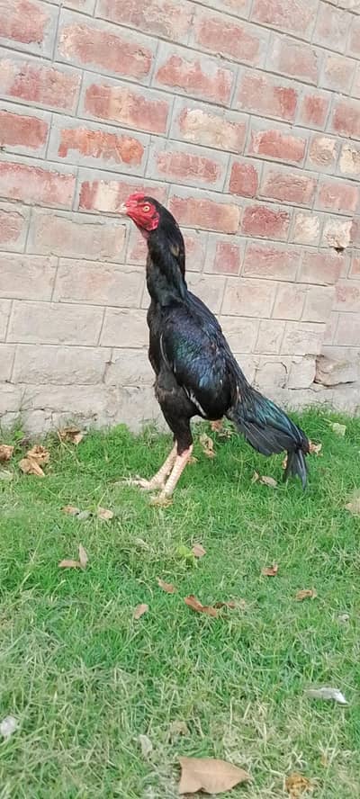 murga breed walati